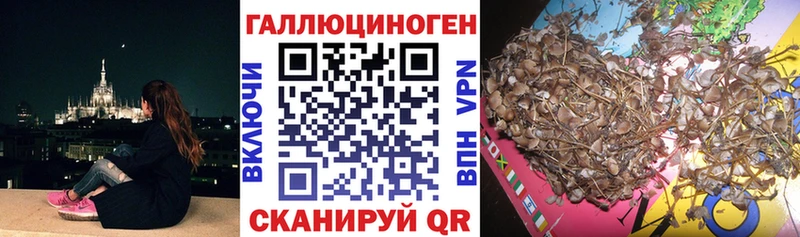 купить наркотик  Гатчина  Псилоцибиновые грибы Magic Shrooms 